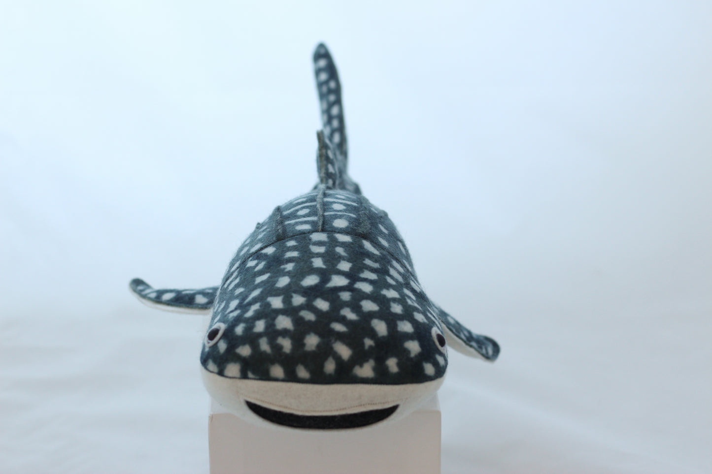 Whale Shark Pup