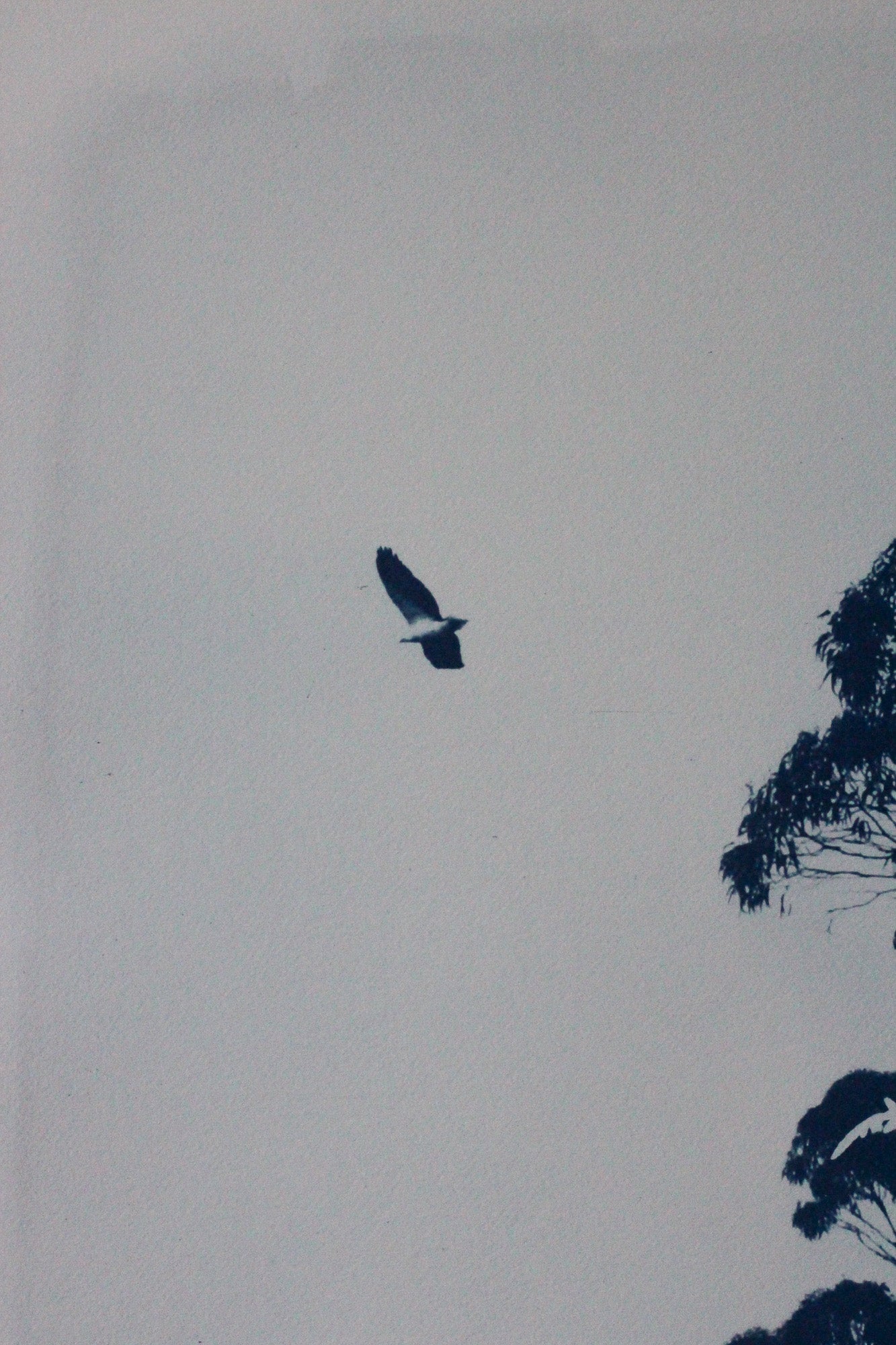 A bird of prey with outstretched wings flying against a pale sky, with dark tree silhouettes visible along the right edge.