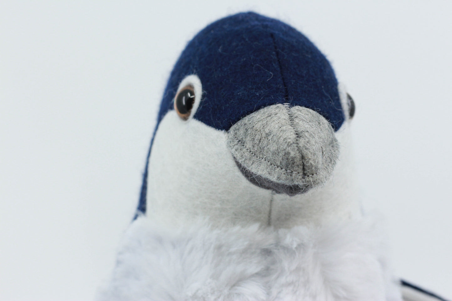 Little Blue Penguin Chick