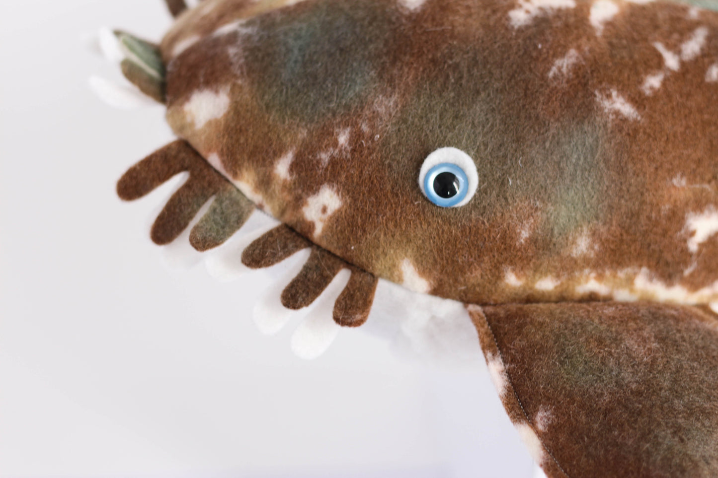 Wally the Wobbegong