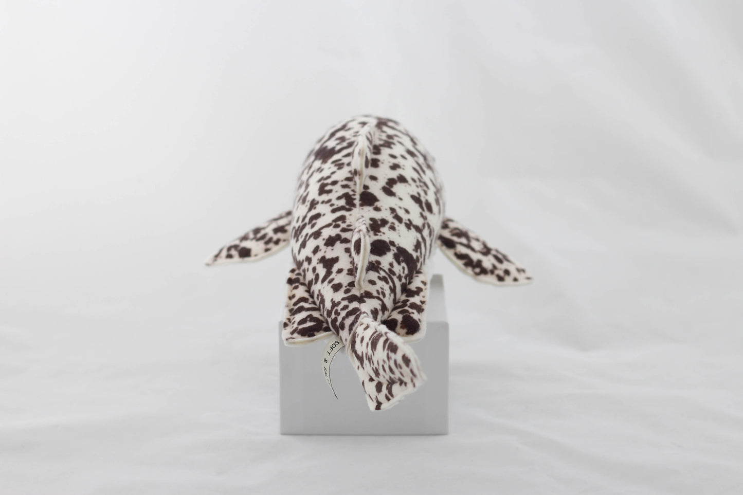 Zephyr the Zebra Shark