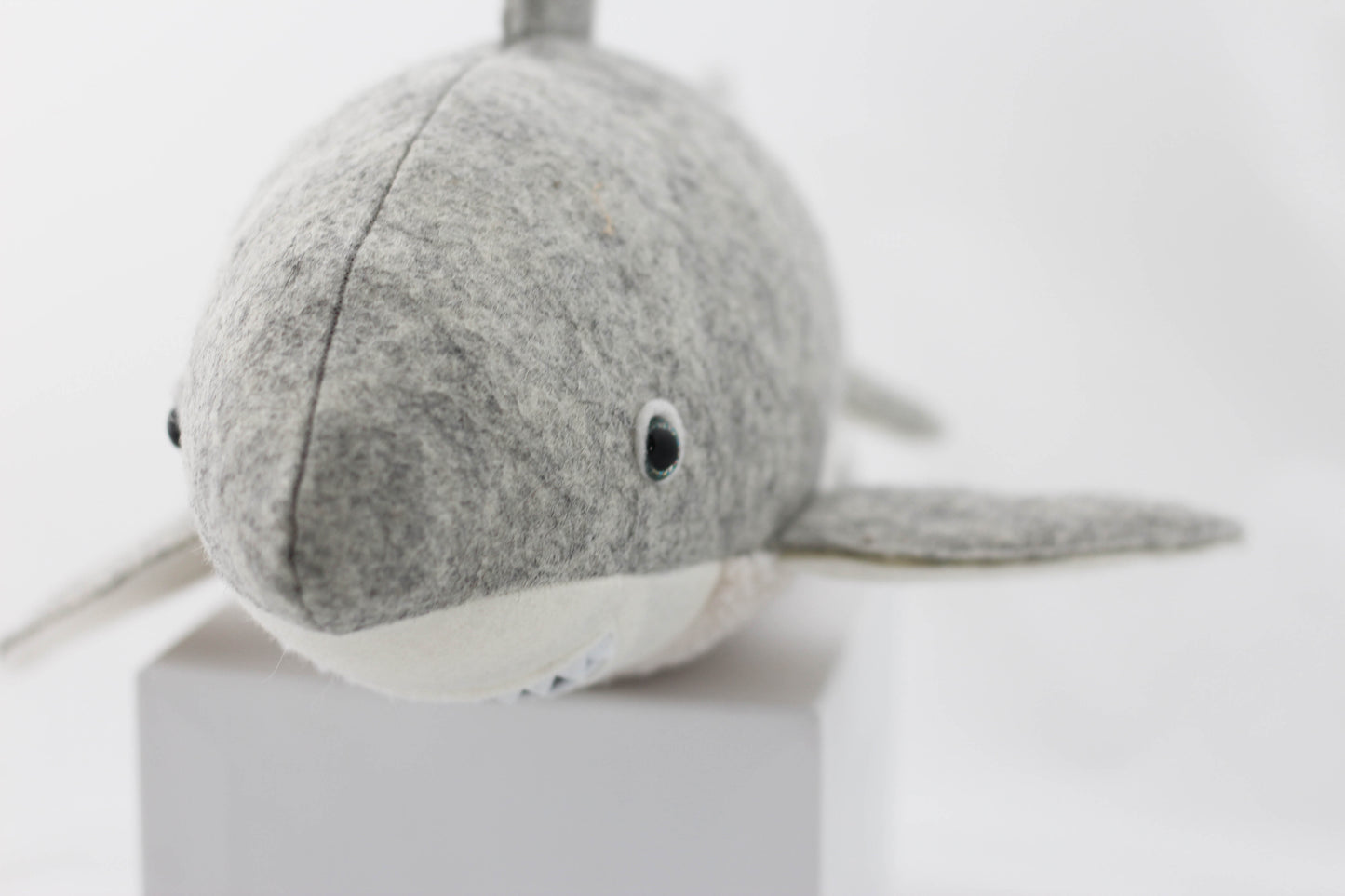 Great White Shark Pup