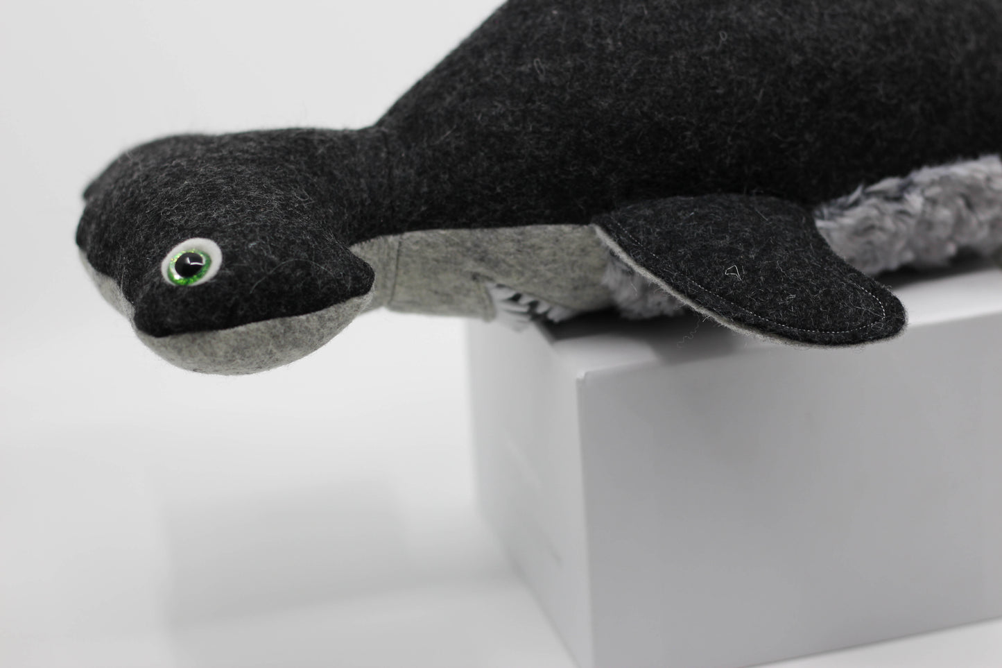 Hammerhead Shark Pup
