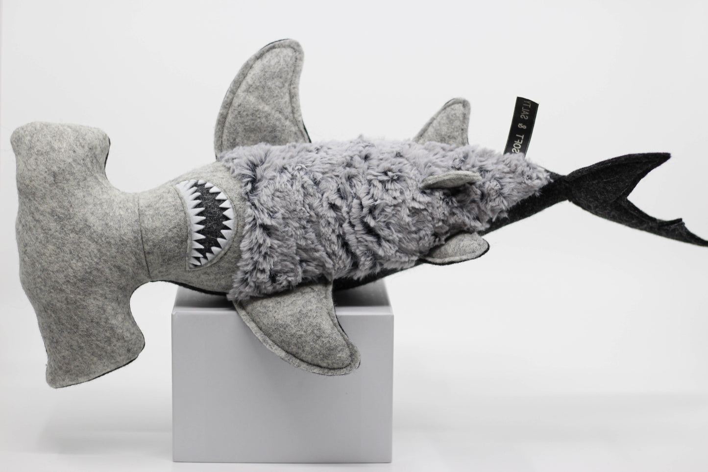 Hammerhead Shark Pup