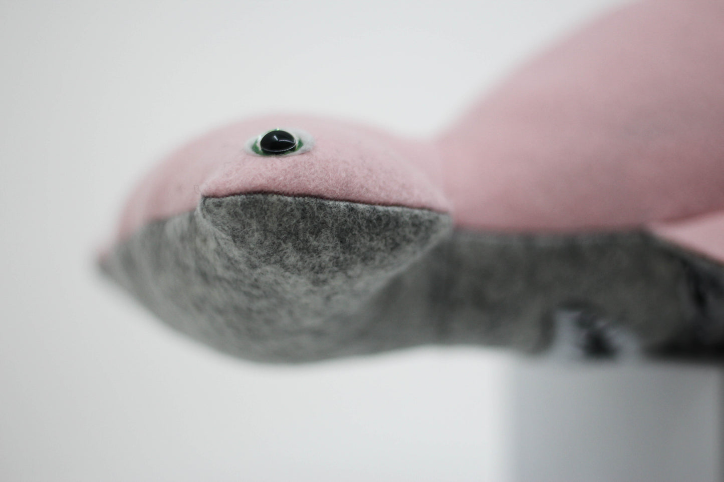 Hammerhead Shark Pup