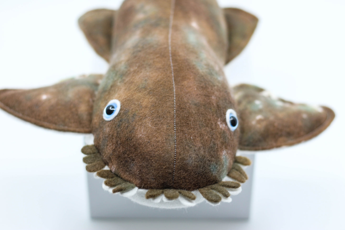 Wobbegong Pup