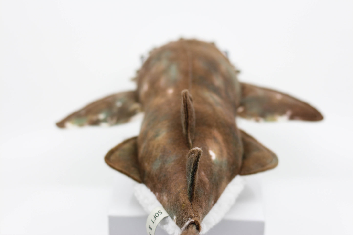 Wobbegong Pup
