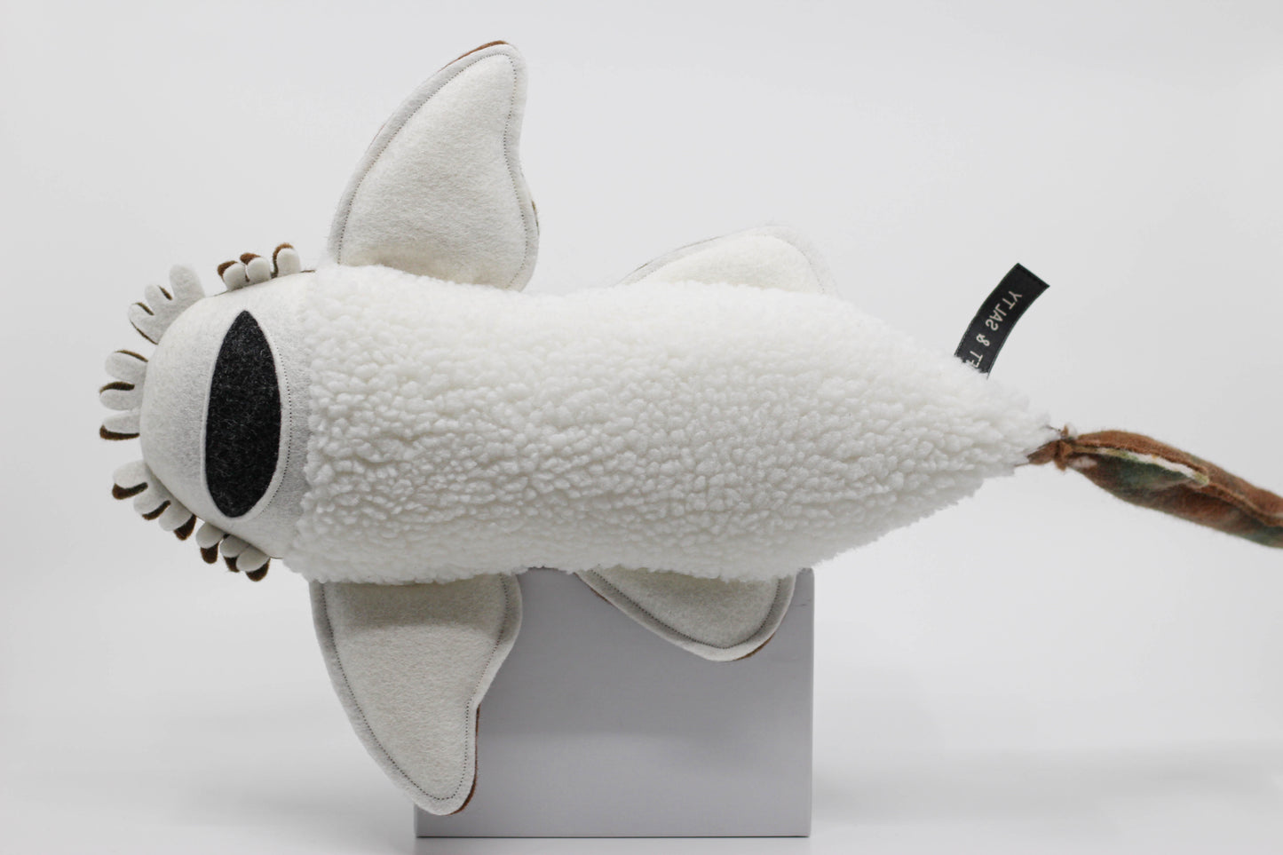 Wobbegong Pup
