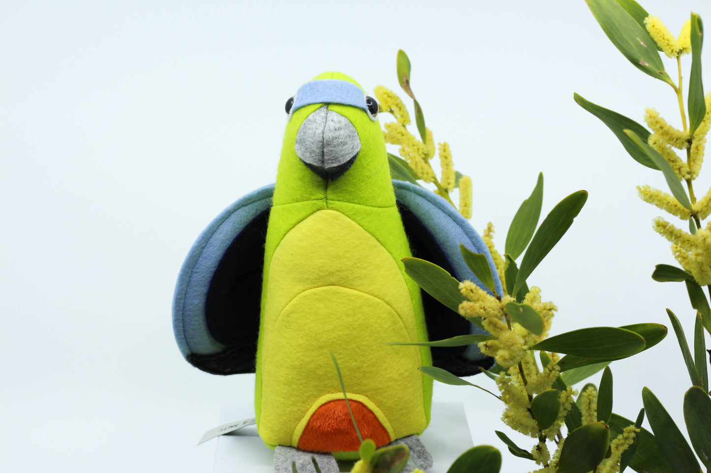 Olive the Orange Bellied Parrot