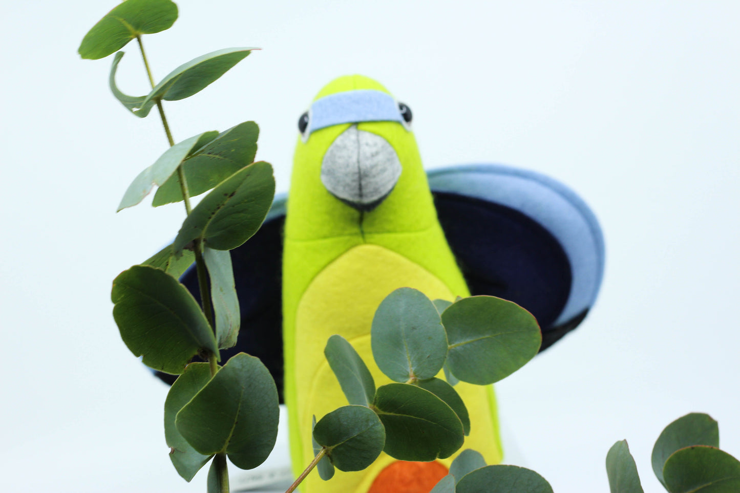 Olive the Orange Bellied Parrot