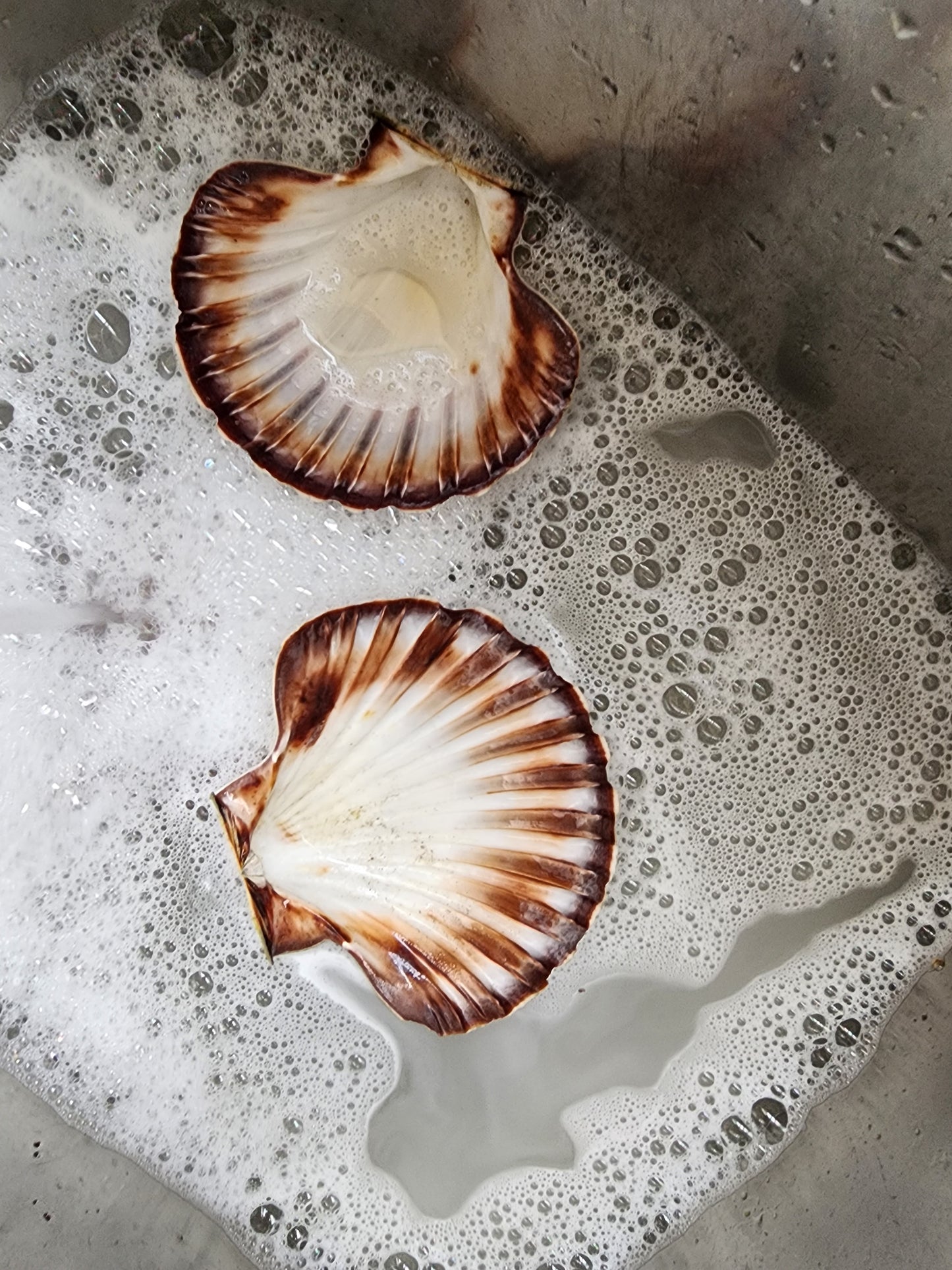 Scallop Fridge Magnet