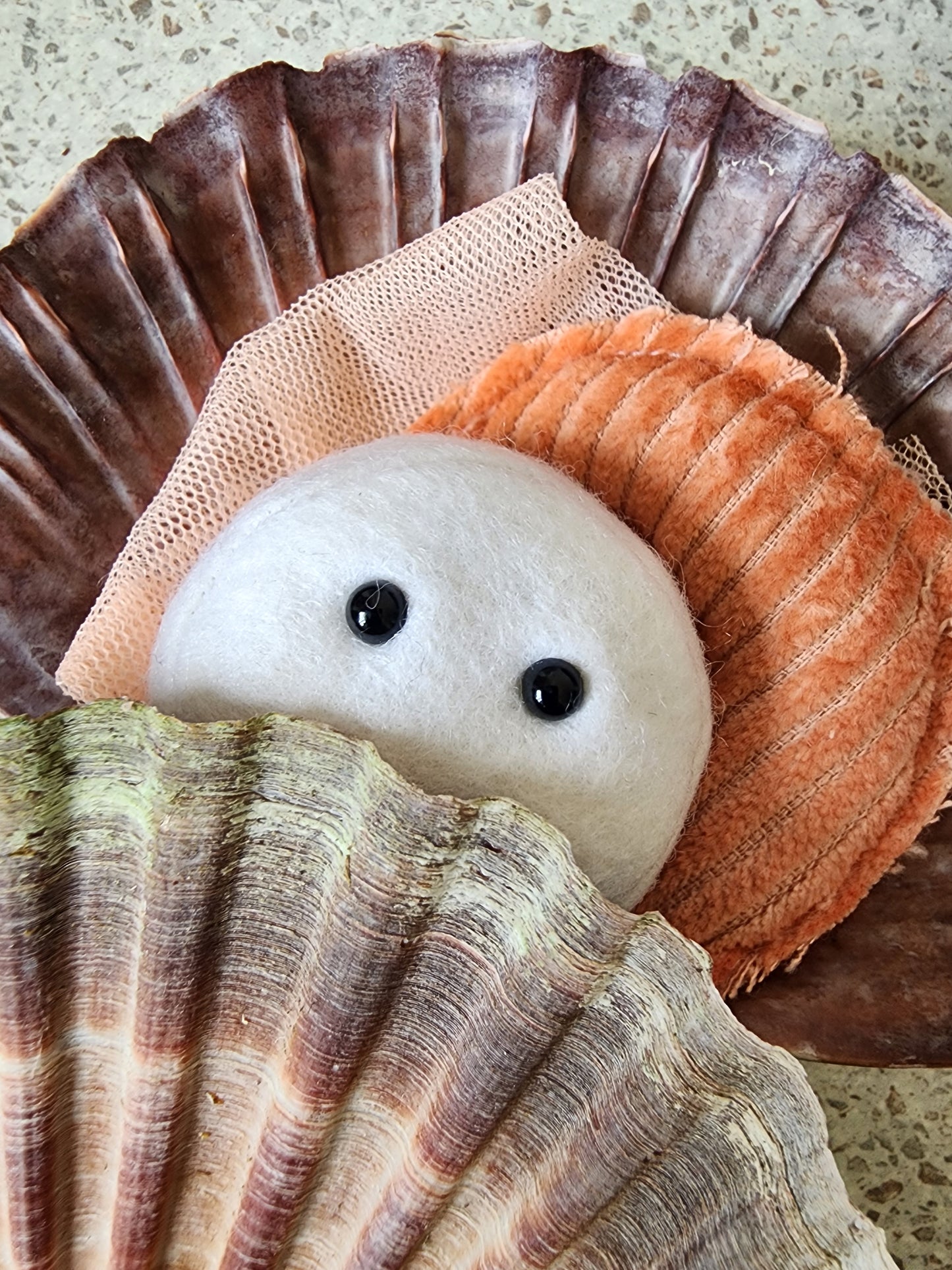 Scallop Fridge Magnet