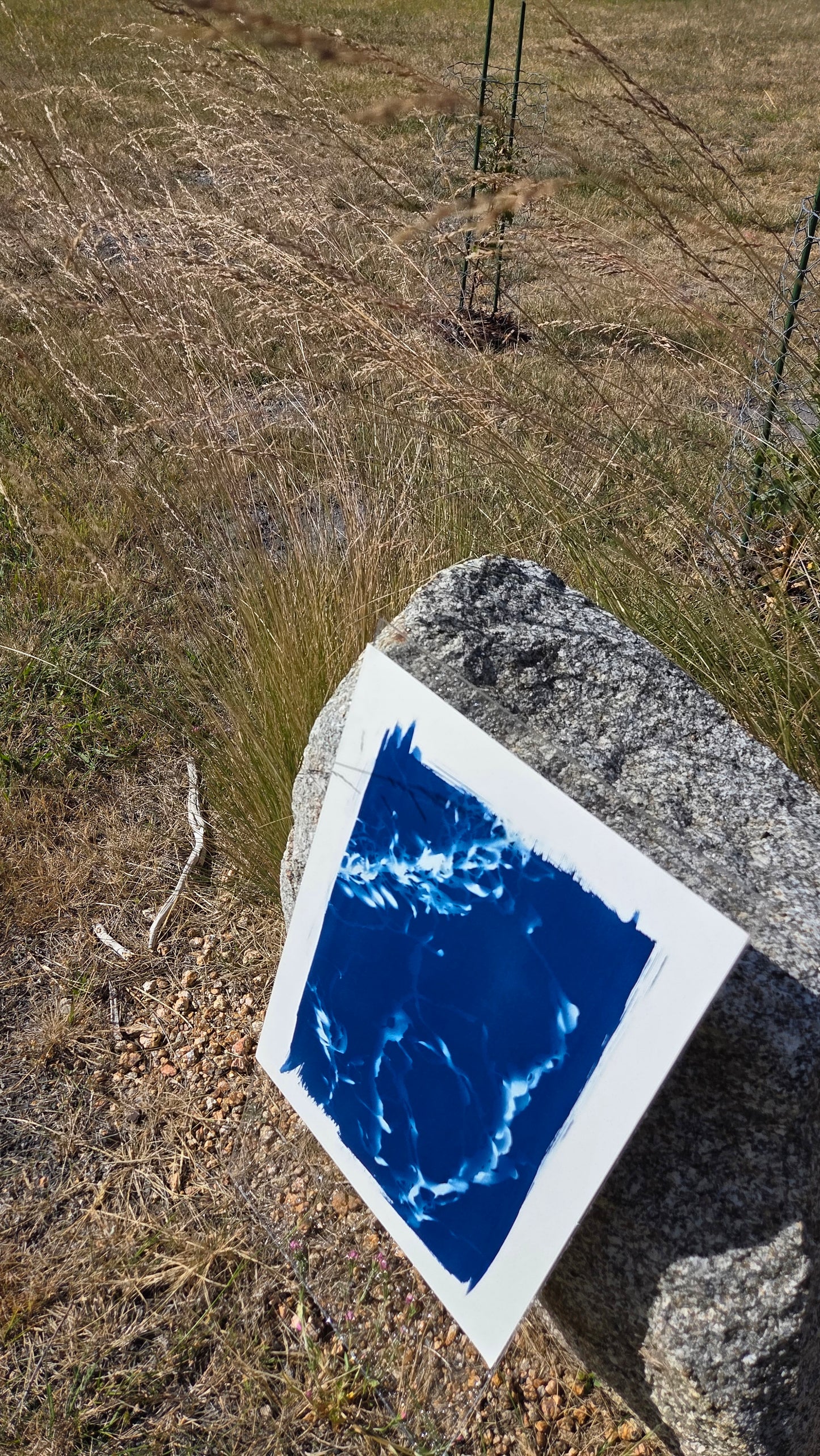 Deepest Blue | Cyanotype Print