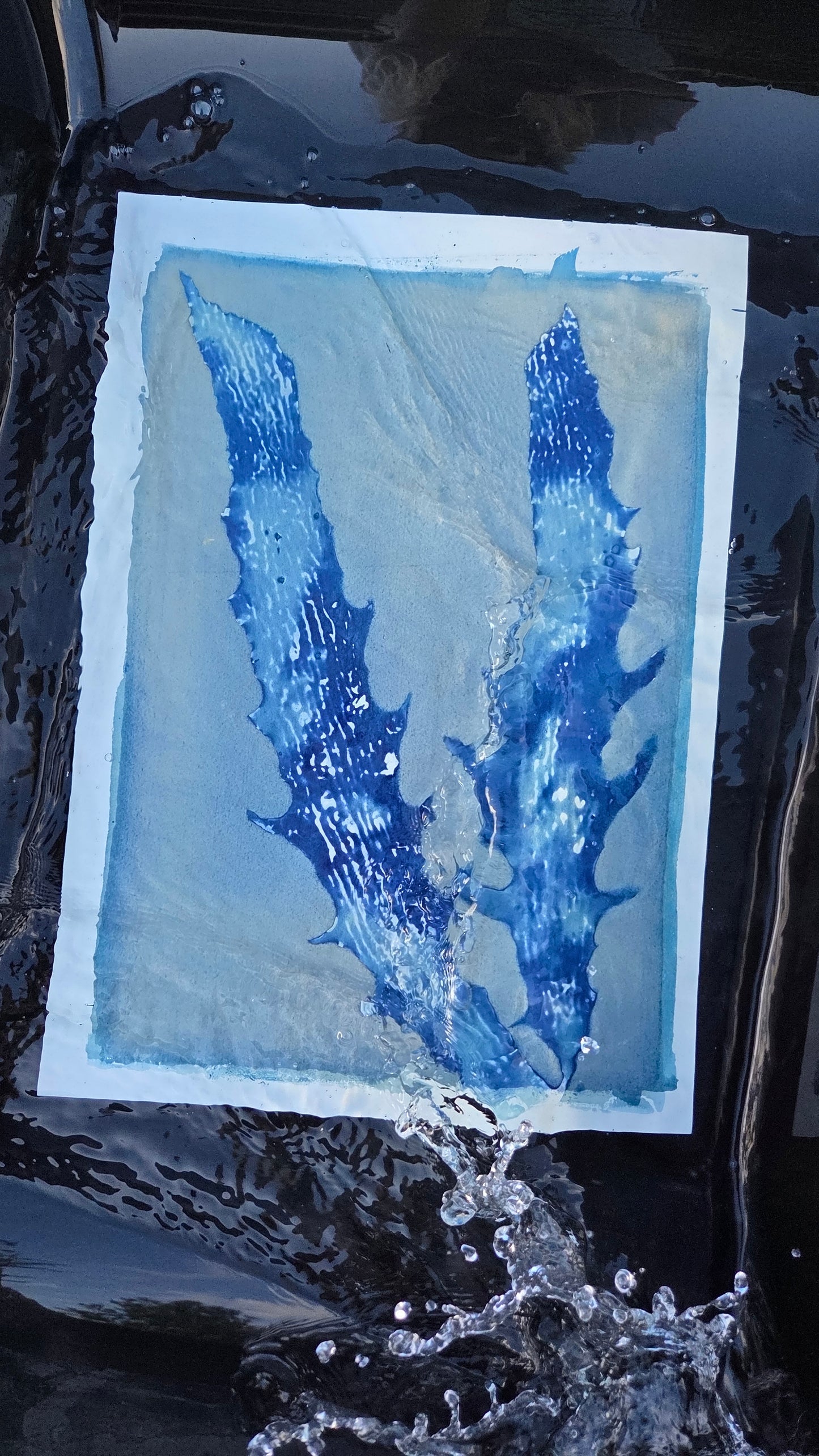 Aqua Cactus | Cyanotype Print