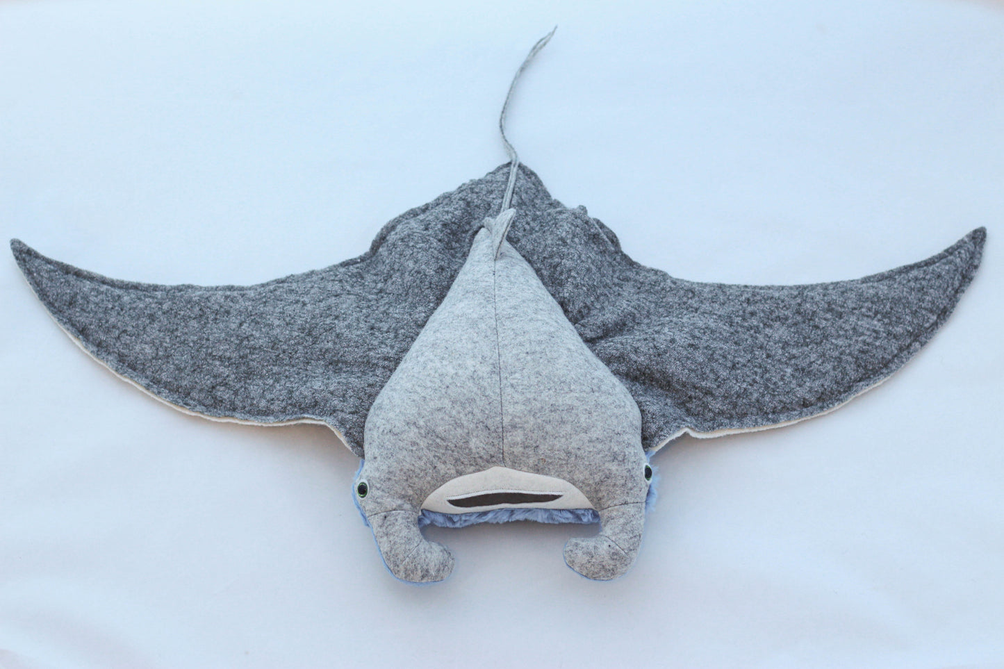 Manta Ray Pup