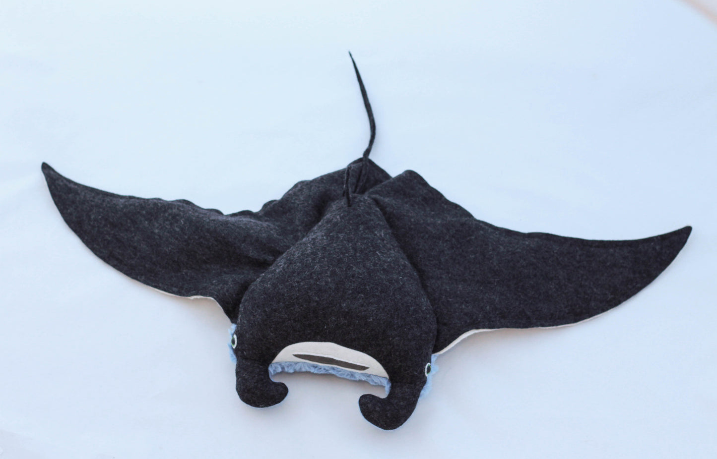 Manta Ray Pup