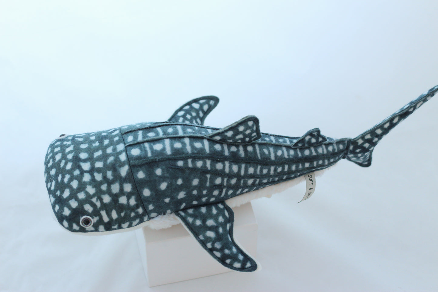 Whale Shark Pup