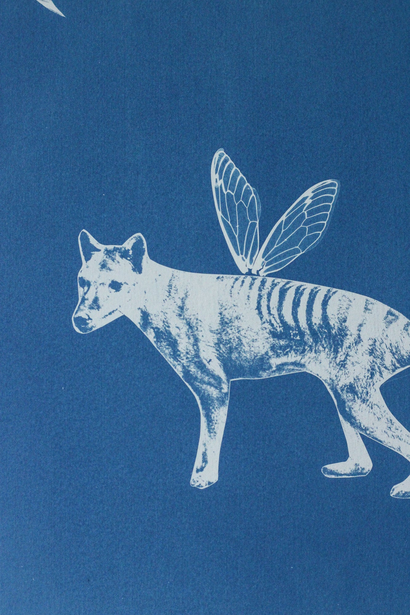 Benjamin Forever | Cyanotype Print