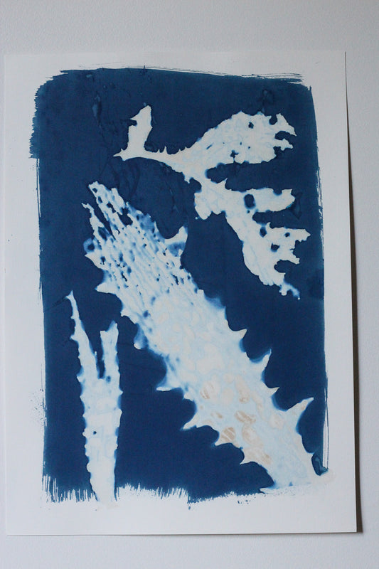 Blister Pack | Cyanotype Print
