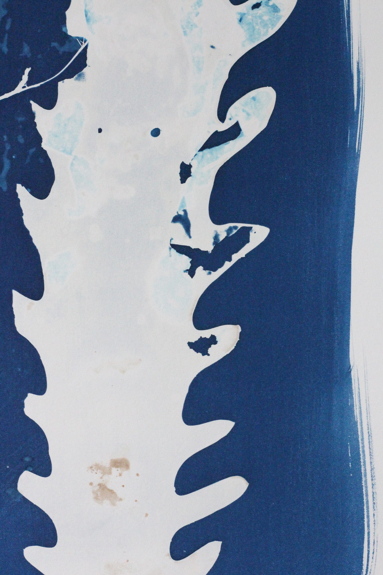 Forest Between Tides | Cyanotype Print