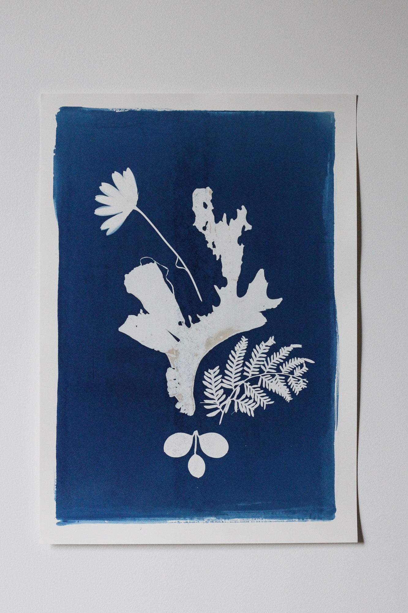 A cyanotype art print featuring white botanical silhouettes of a daisy, coral-like leaf, fern, and berries against a deep blue background, mounted on a white sheet of paper against a neutral light gray wall.