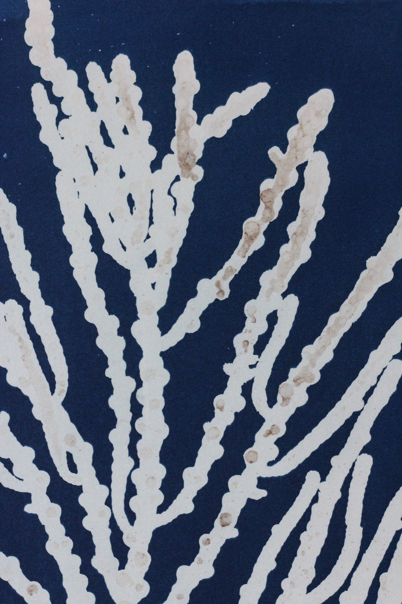 A close-up of a navy blue surface with a white branching seaweed pattern.