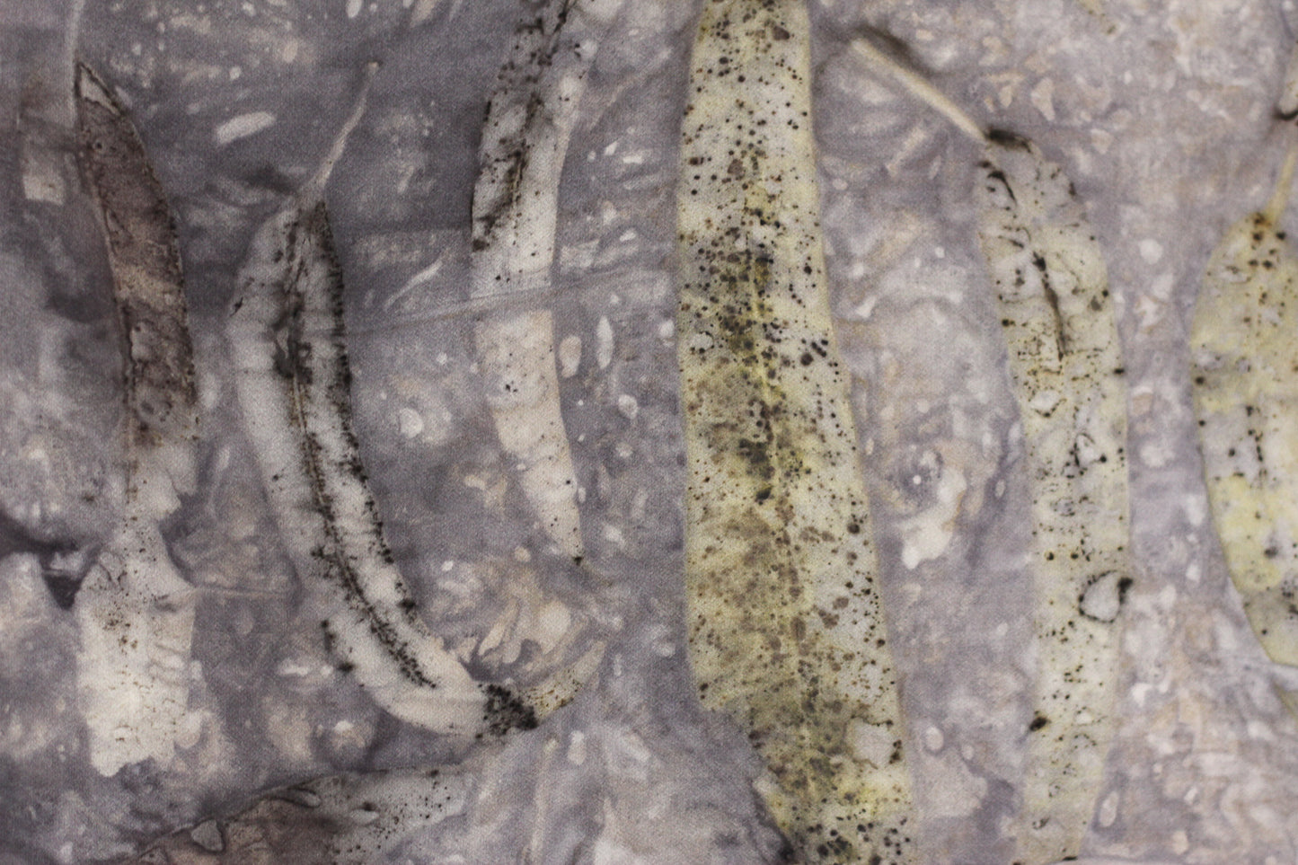 A close-up of several dried, elongated leaves printed on a textured gray stone surface. The leaves are off-white to beige with dark brown to black speckles and streaks, set against a mottled gray background.