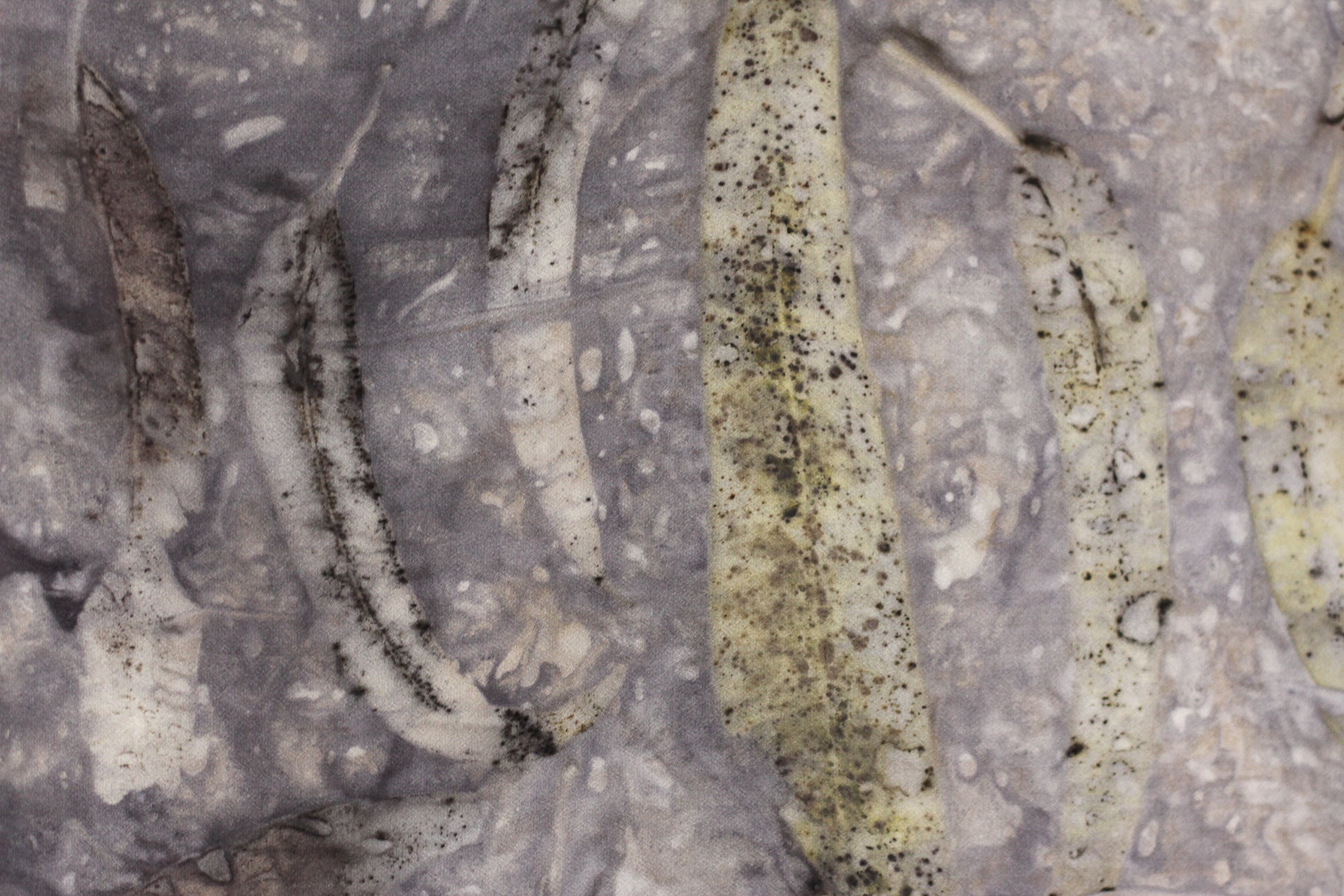 A close-up of several dried, elongated leaves printed on a textured gray stone surface. The leaves are off-white to beige with dark brown to black speckles and streaks, set against a mottled gray background.
