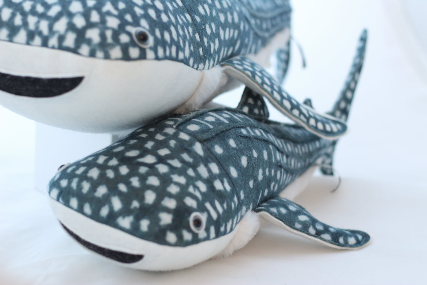 Whale Shark Pup