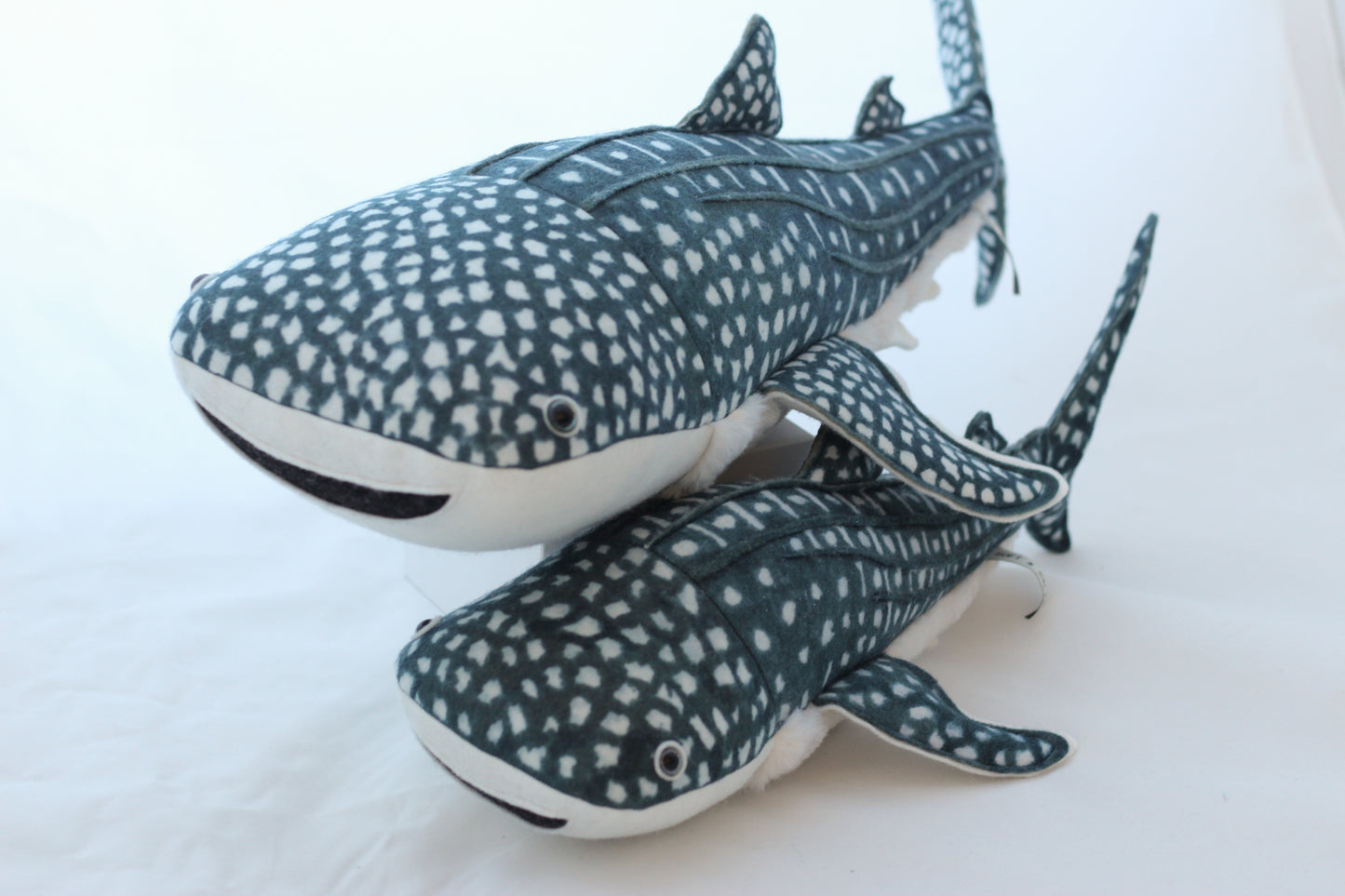 Whale Shark Pup