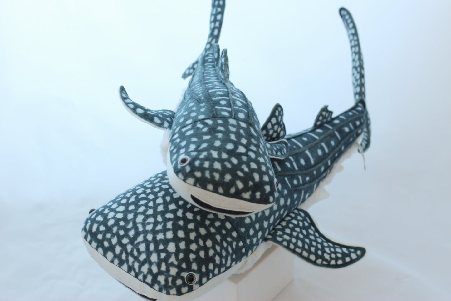 Whale Shark Pup
